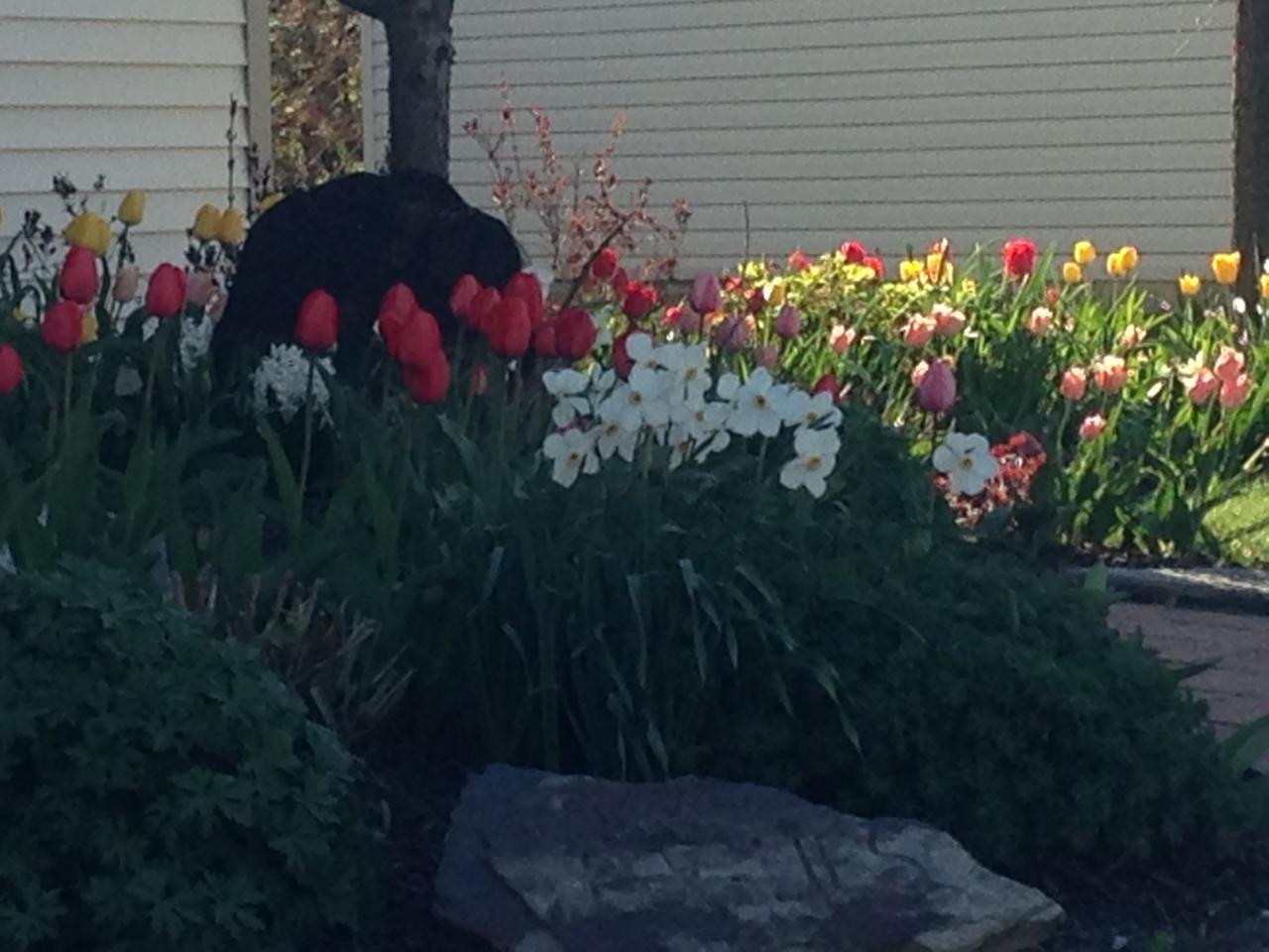 River Valley Gardens Inc. Garden Soil